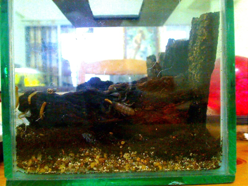 Emperor Scorpions Habitat