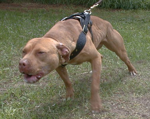 Boxer Cross Staffy