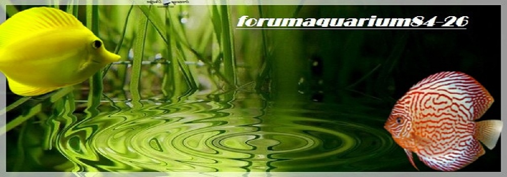 forumaquarium84-26