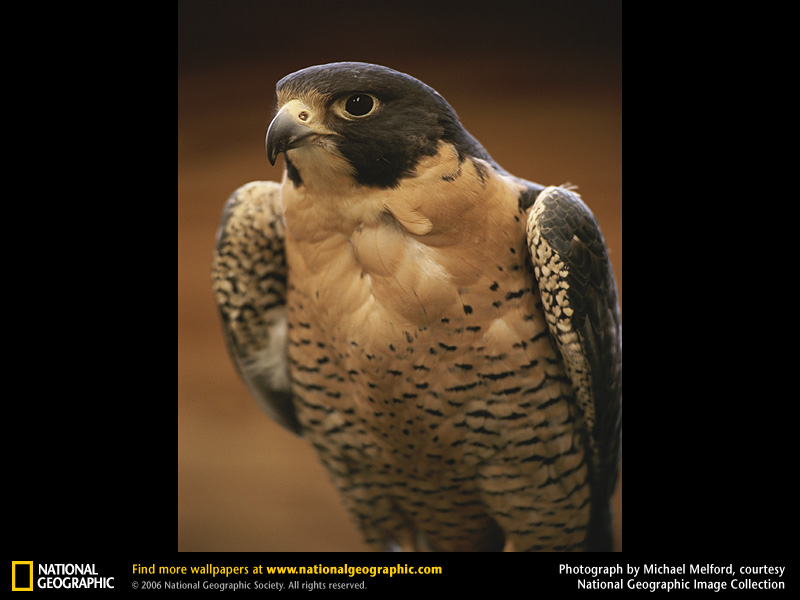 falcon10.jpg