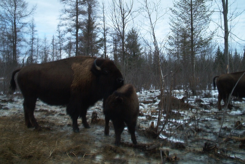 bison210.jpg