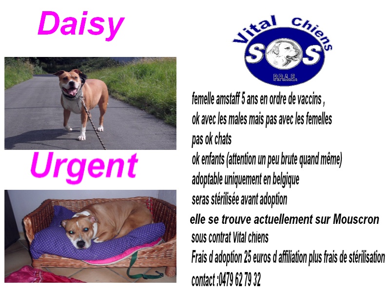 daisy_11.jpg